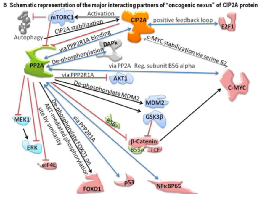 Rasio Schematic Representation of CIP2A protein